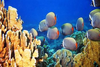 A small school of Red Tail Butterflyfish swim between the... by Matthew Timberger 